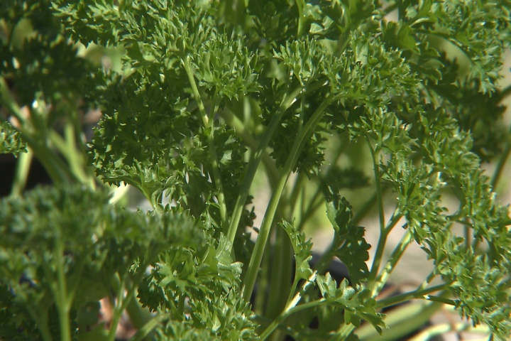 Plant parsley now for a better harvest